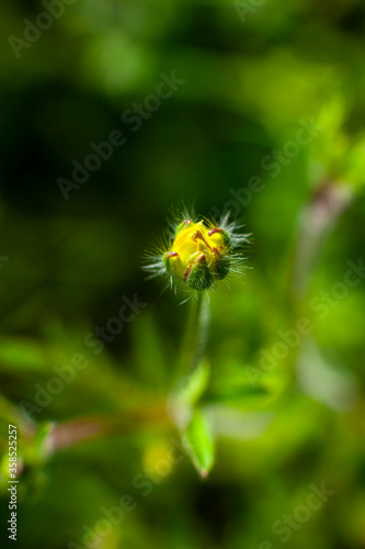 spring flower bud in sunny day