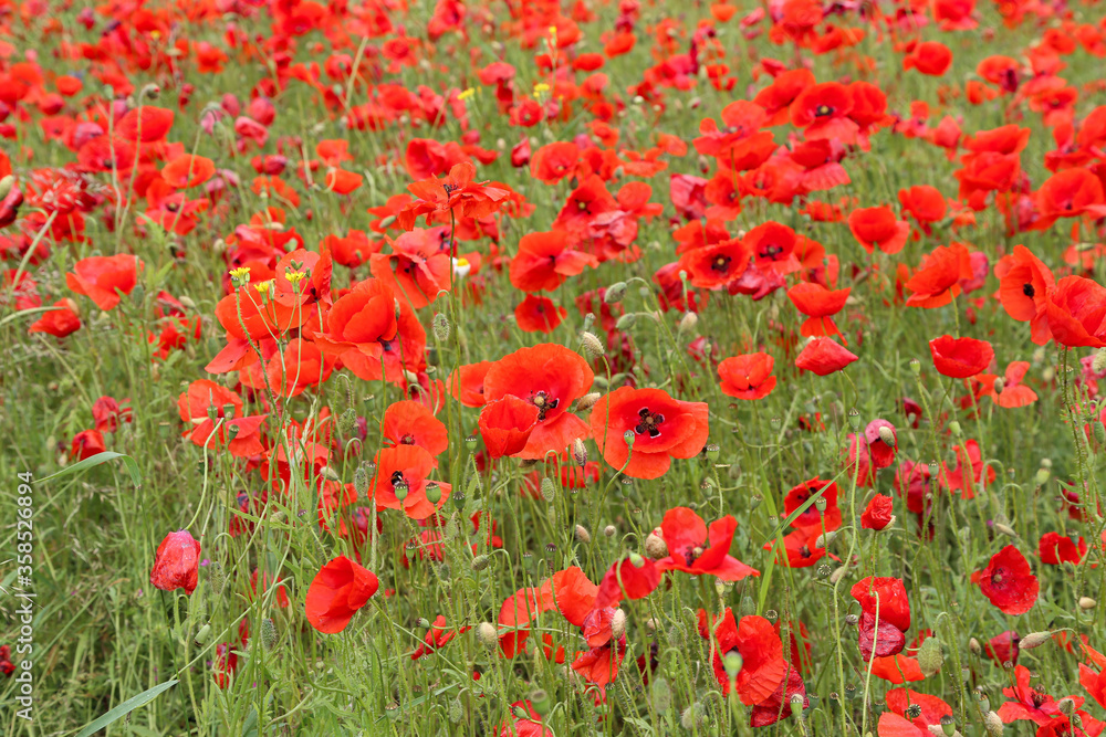 Fototapeta premium View of poppy filed in summer countryside