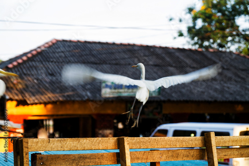 White egret in a city photo