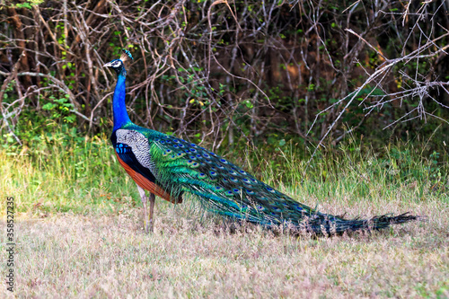 View of a peacock photo