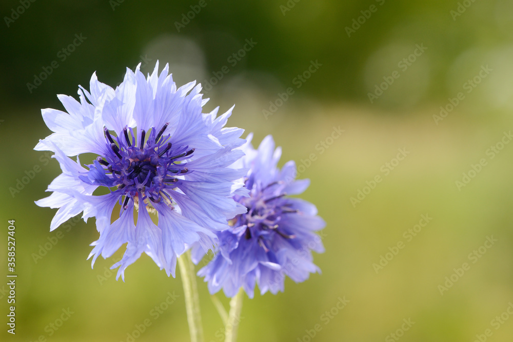 blue cornflowers in the nature in the summer blue cornflowers in the nature in the summer