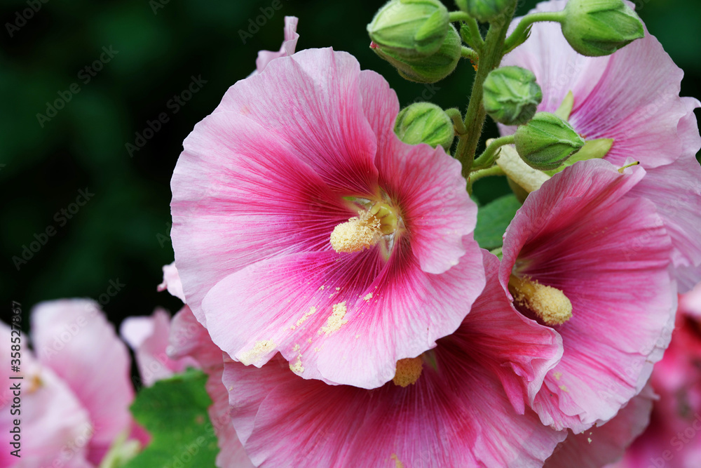 Alcea rosea - Ordinary hollyhock in a park in cologne in summertime Alcea rosea - Ordinary hollyhock in a park in cologne in summertime