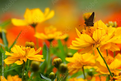 butterfly on yellow flower