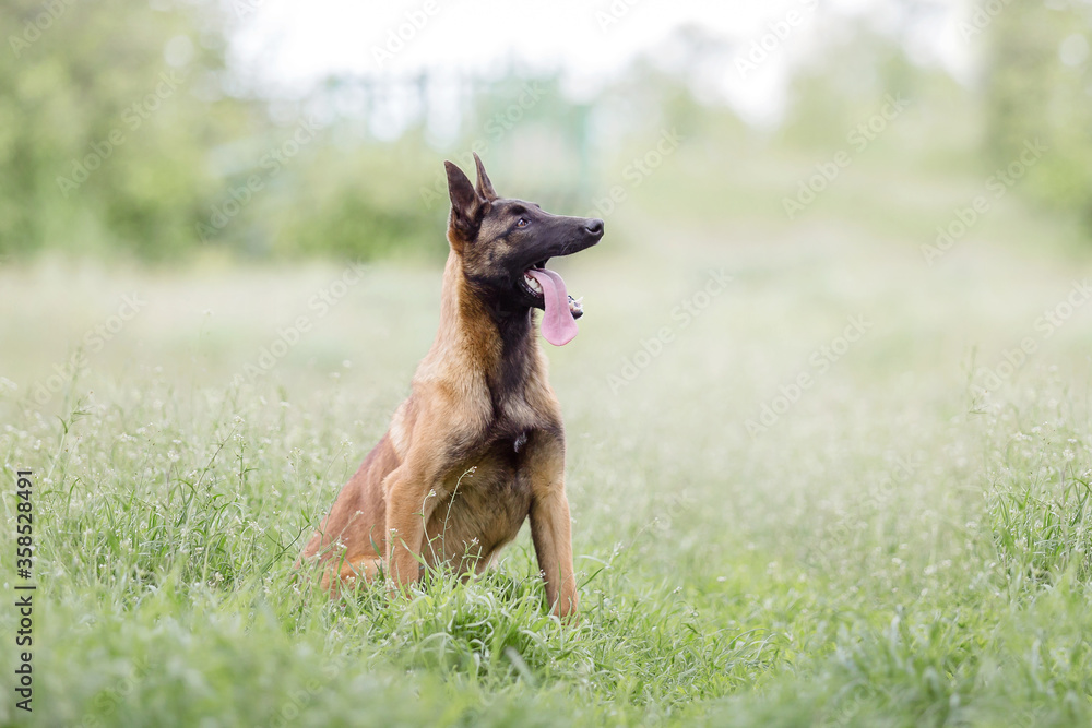 Belgian Shepherd dog (Malinois dog) Belgian Shepherd dog (Malinois dog)
