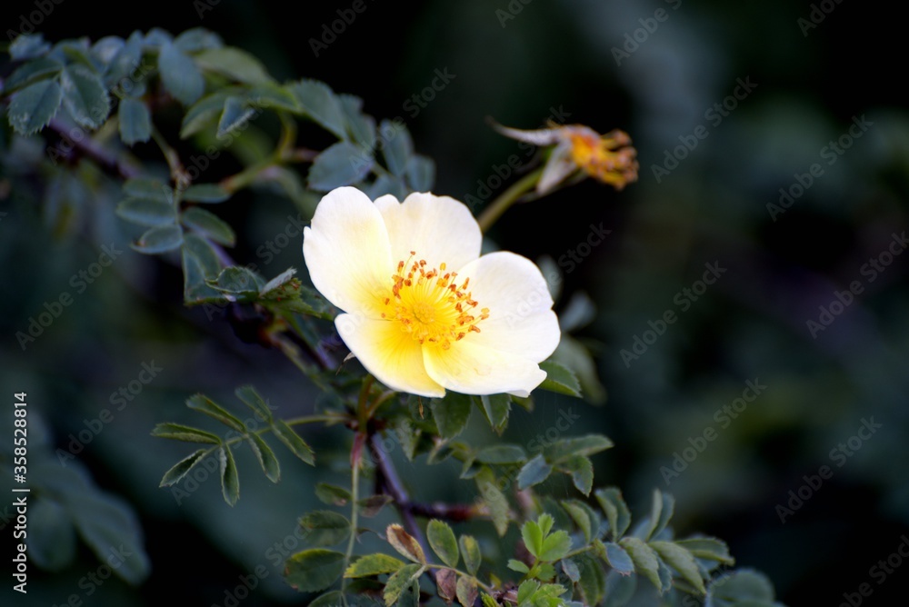 Rose hip yellow flower blossom closeup Rose hip yellow flower blossom closeup