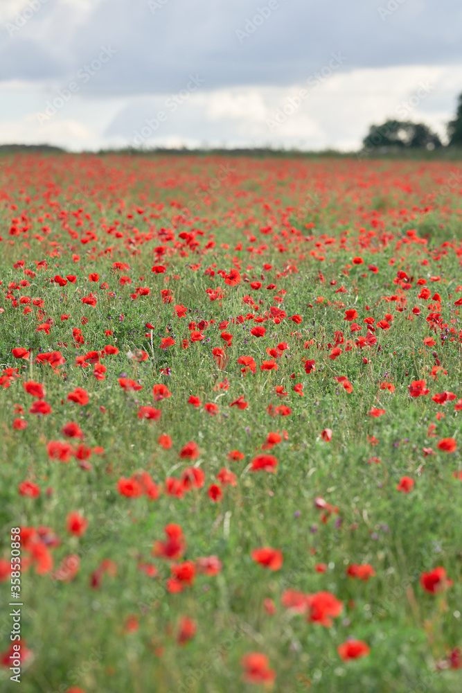 field of red poppies and blue sky