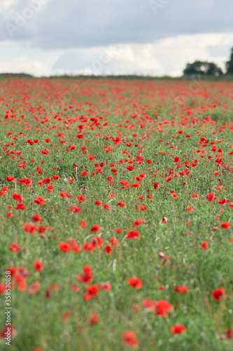 field of red poppies and blue sky © Jamie