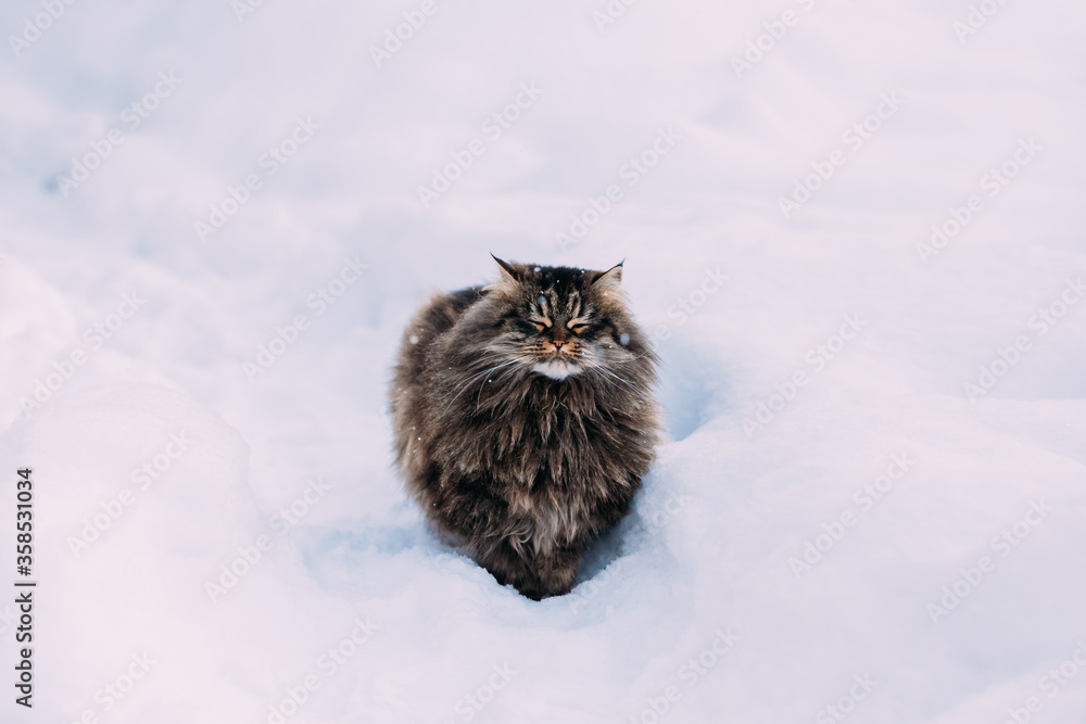 Funny Fluffy Siberian Cat Kitty With Closed Eyes Standing In Snowy Snowdrift In Winter Park. Gorgeous Adorable Russian Breed Cat. Popular Pet.