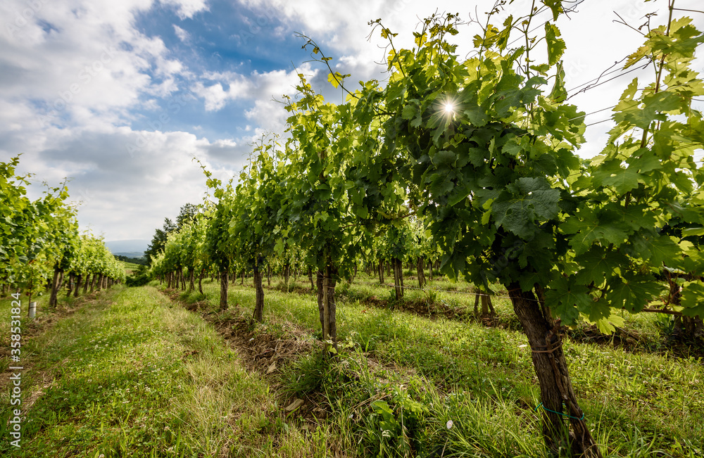 View of famous wine region Goriska Brda hills in Slovenia.