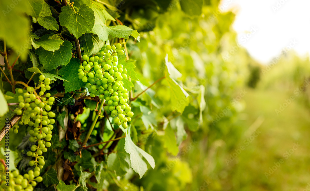 View of grapes and vineyard in Goriska Brda in Slovenia.