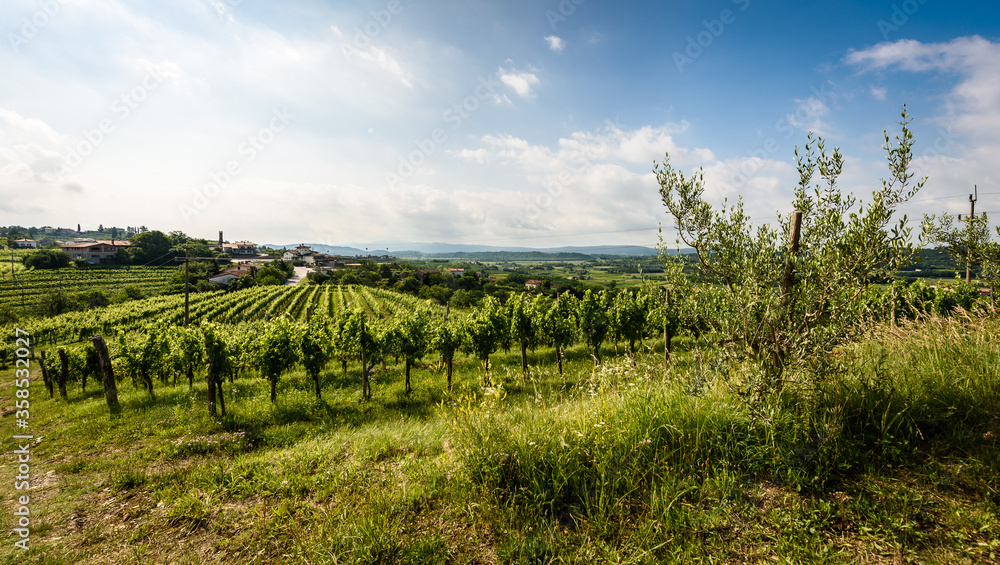 View of famous wine region Goriska Brda hills in Slovenia.
