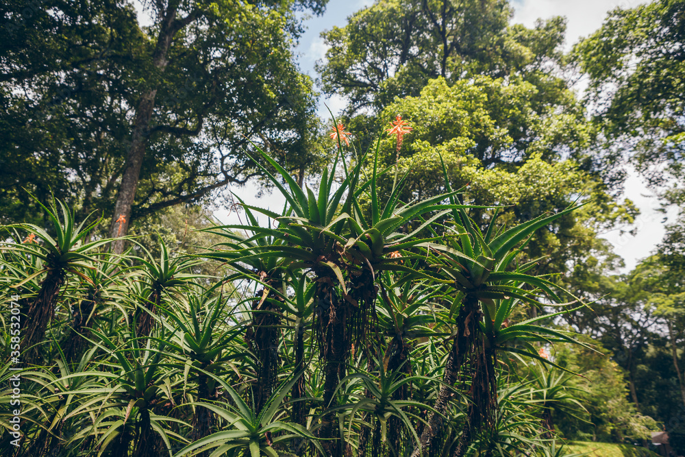 Aloe Barberae trees in Bali Botanical Garden Aloe Barberae trees in Bali Botanical Garden