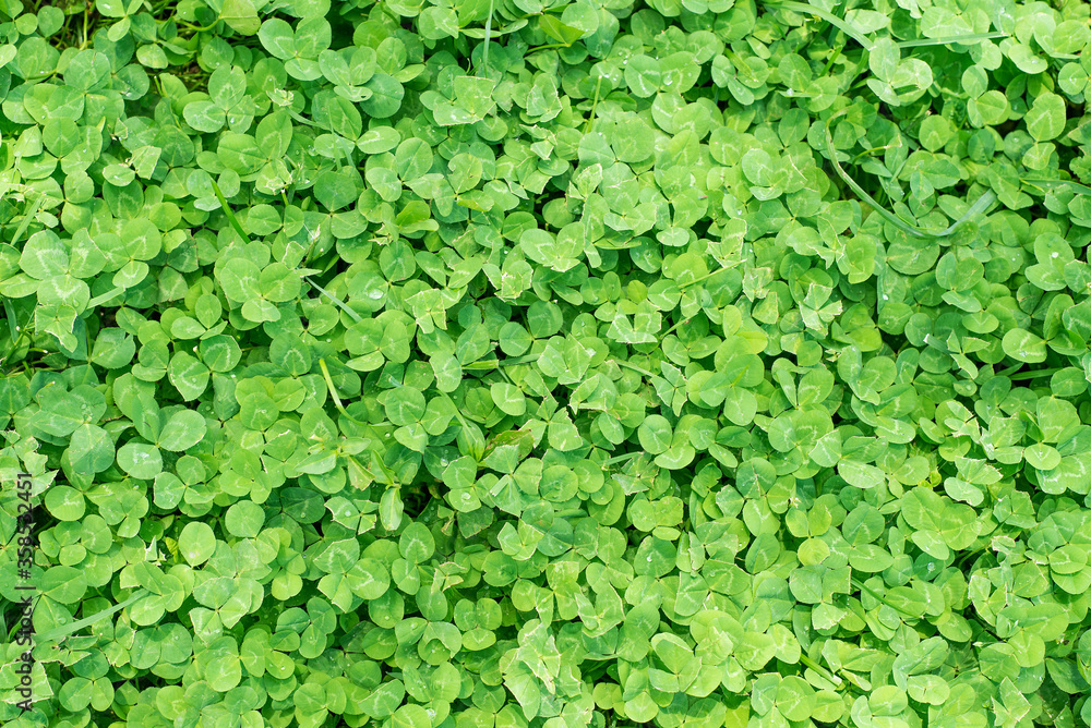 Closeup clover leaves growing in residential yard lawn Closeup clover leaves growing in residential yard lawn