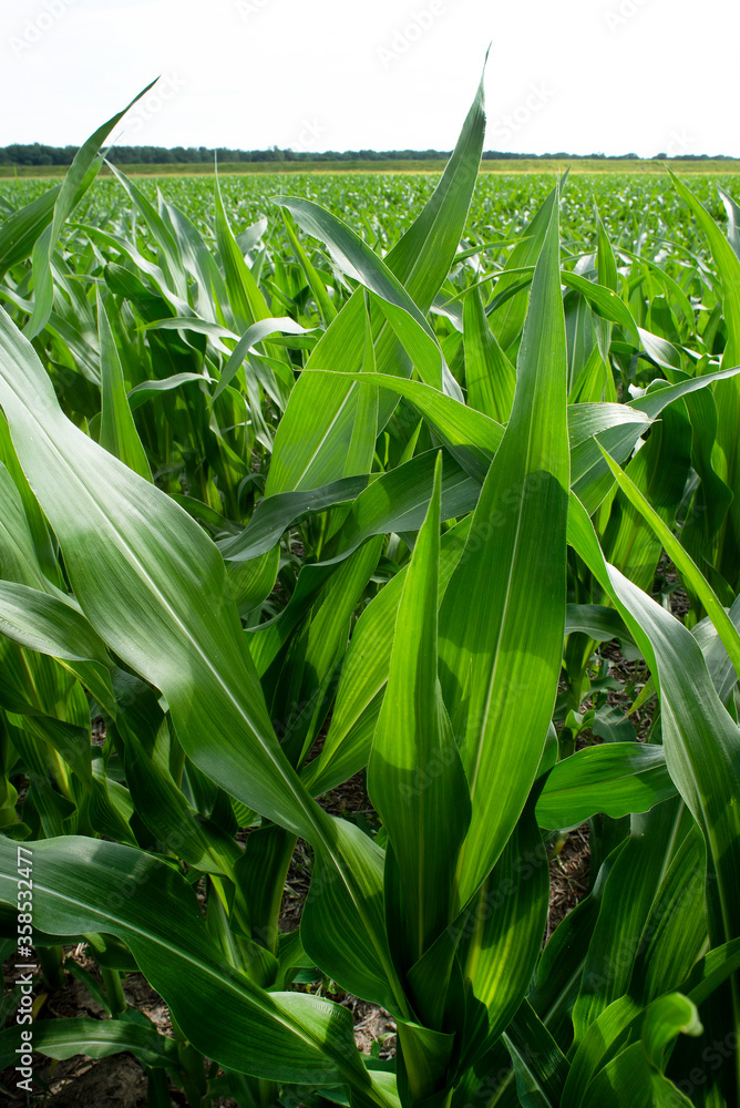 Closeup healthy green corn stalk leaves in farm agricultural field during summer Closeup healthy green corn stalk leaves in farm agricultural field during summer