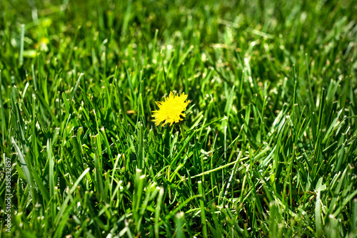 Isolated closeup of single yellow dandelion weed in green plush grass lawn
