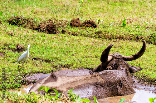 Buffalo with a cattle egret (bulbulcus ibis) photo