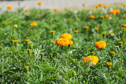 Round, bright yellow flowers Marigolds. City fpowerbed with Marigolds
