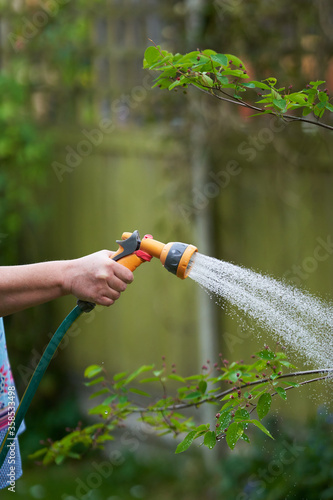 A woman watering the garden at summer time