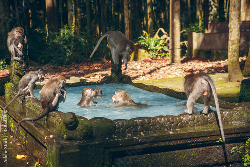 Monkey pool in Bukit Sari Temple, Sangeh Monkey Forest, Bali, Indonesia  photo