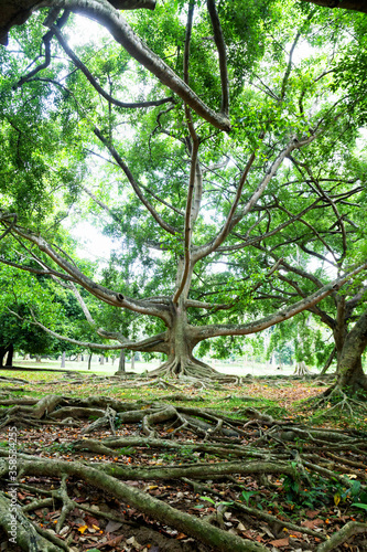 Botanical Garden of Peradeniya, Kandy,