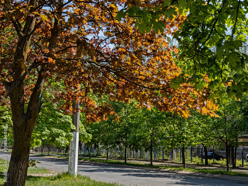 Naklejka premium Spring Foliage of Golden Maple Stands Out Against the General Green Background of One of Odessa Streets