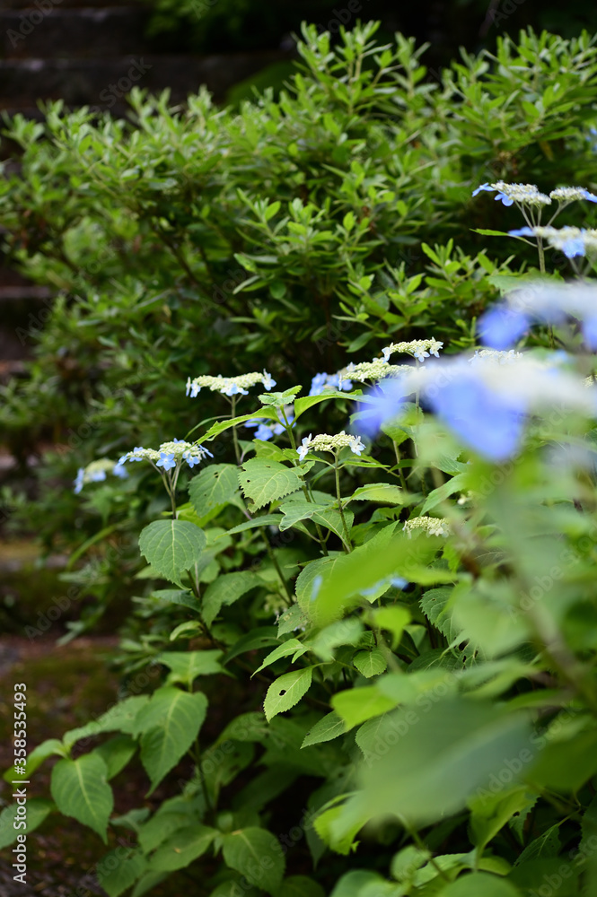 Naklejka premium 紫陽花と石段 