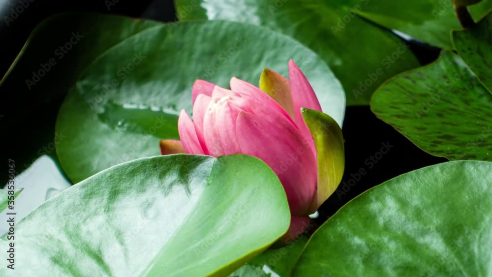 Pink Water Lily Blooming in Time Lapse on a Green Leaves Background. Single Beautiful Coral Nymphaea Blooming in Pond Day to Night Pink Water Lily Blooming in Time Lapse on a Green Leaves Background. Single Beautiful Coral Nymphaea Blooming in Pond Day to Night