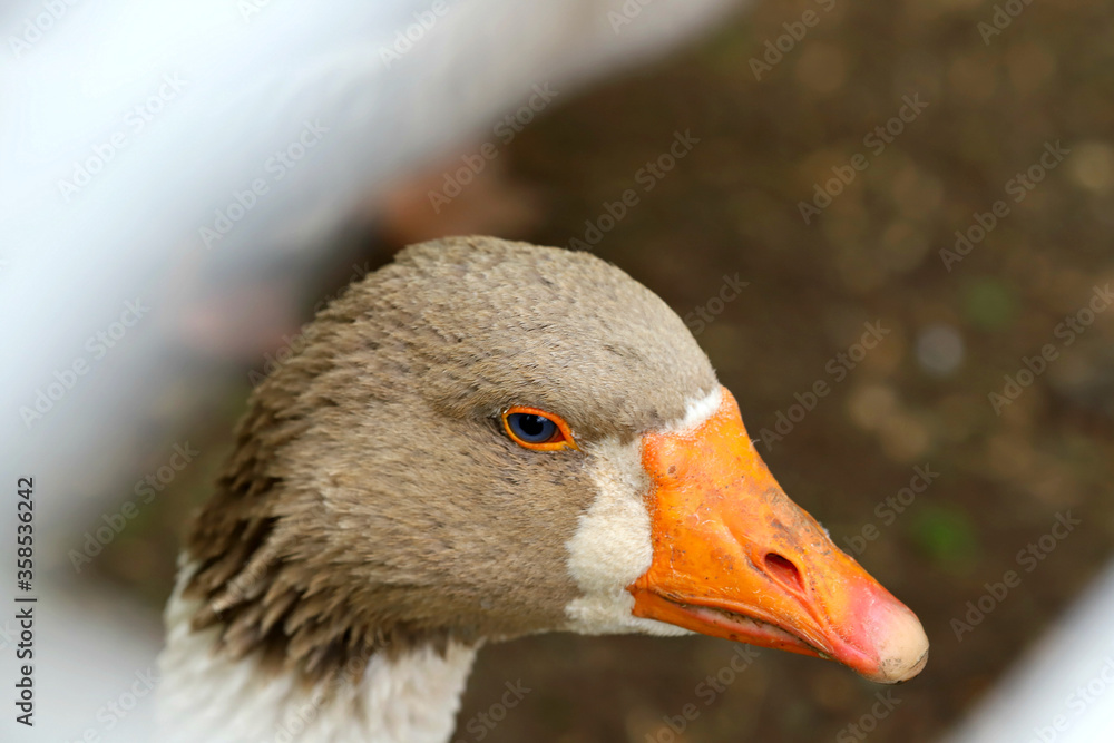 a goose, portrait 