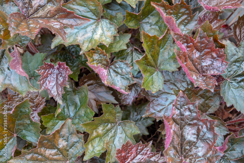 Closed up Begonia Rex known as Painted-leaf begonia with red leaf