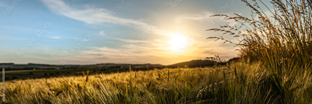 field at sunset