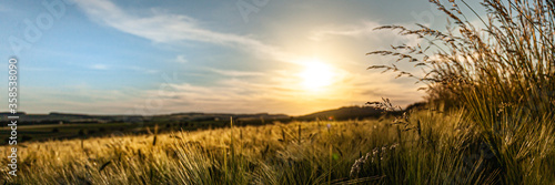 field at sunset