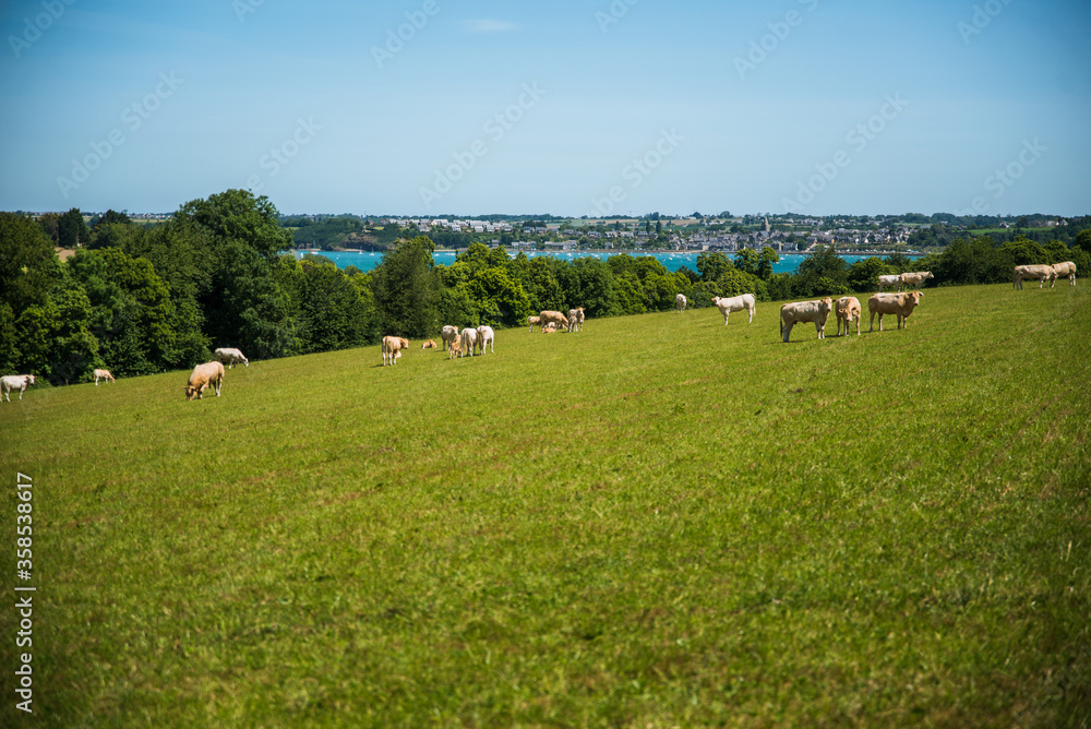 Vue sur la rance et les vaches bretonnes Vue sur la rance et les vaches bretonnes