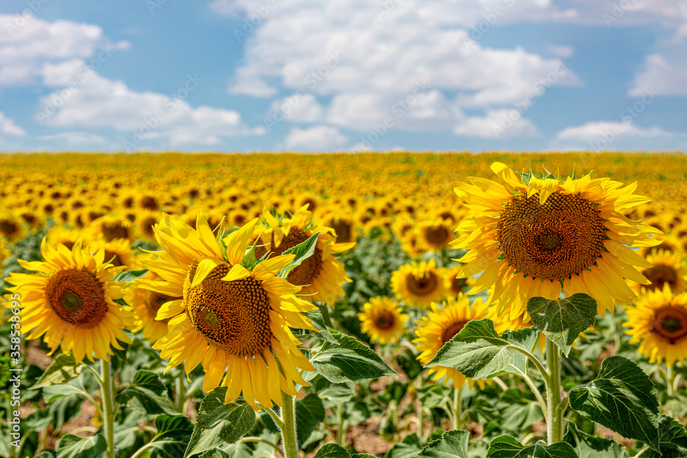 Obraz premium Planting sunflowers in the field