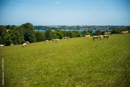 Photos Vue sur la rance et les vaches bretonnes