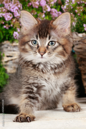 Cute brown tabby kitten in summer decoration