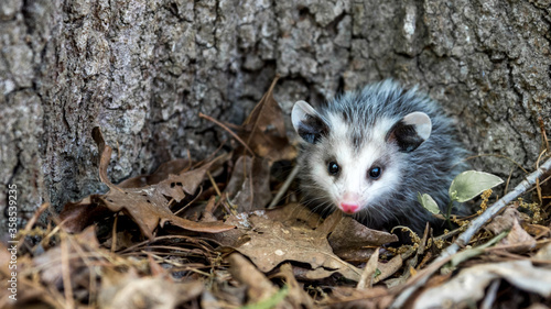 Photos Baby opossum with pink nose standing in leaves in front of tree