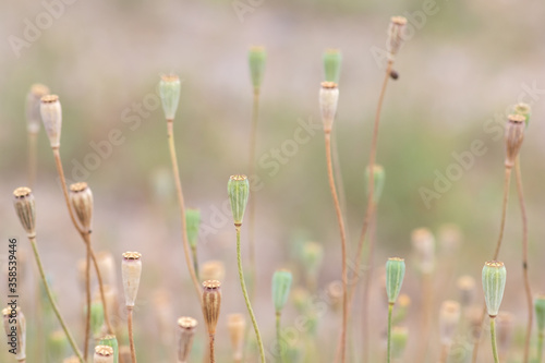 Tender poppy flower heads without petals show a romantic scenery and blurry background with a selective focus and a lot of copy space - a natural background with floral atmosphere in summer © sunakri
