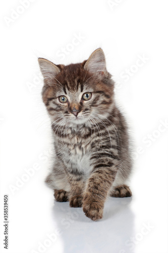 Fototapeta Naklejka Na Ścianę i Meble -  Tabby kitten isolated looking up