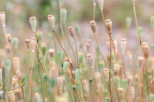 Tender poppy flower heads without petals show a romantic scenery and blurry background with a selective focus and a lot of copy space - a natural background with floral atmosphere in summer