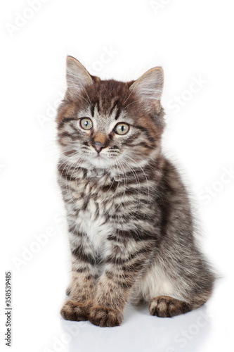 Fototapeta Naklejka Na Ścianę i Meble -  Tabby kitten isolated looking up