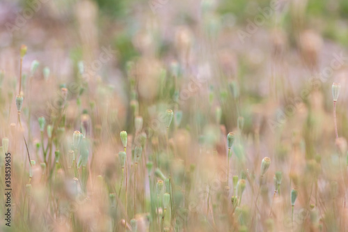 Tender poppy flower heads without petals show a romantic scenery and blurry background with a selective focus and a lot of copy space - a natural background with floral atmosphere in summer