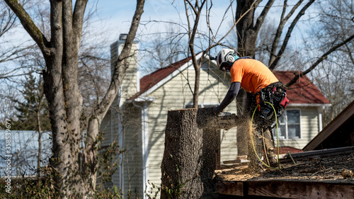 Worker with chainsaw  and helmet cutting down tree