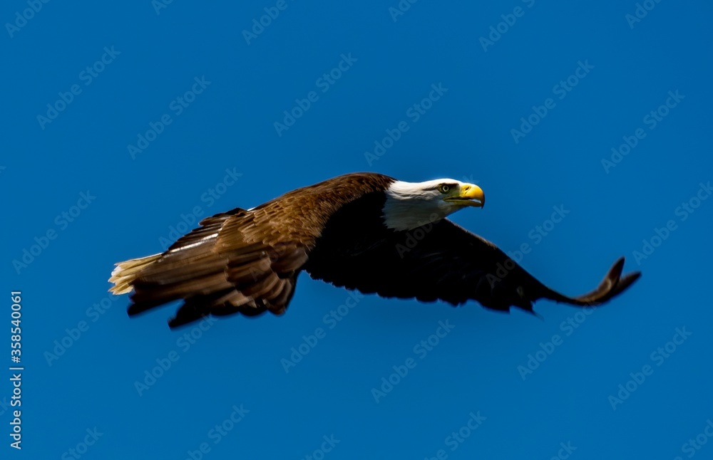 Fototapeta premium Bald Eagle Flying Over Lake Ariel in Pennsylvania