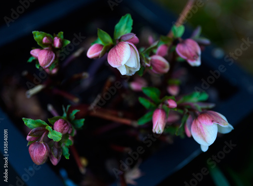 Hellebore plant flower closeup  natural light