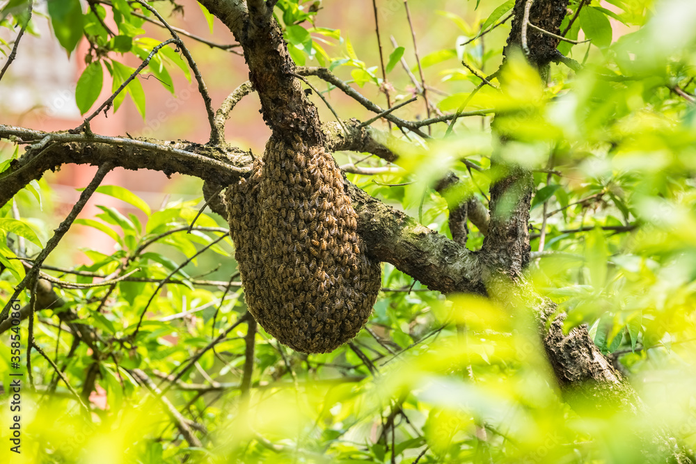 Fototapeta premium wild beehive on tree