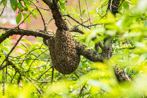 wild beehive on tree