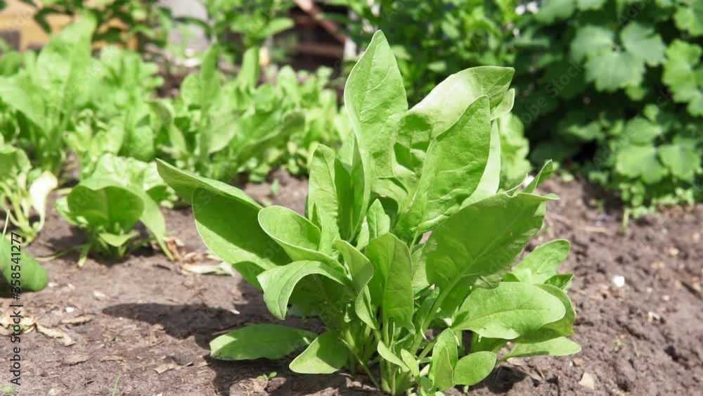 Spinach growing in garden. Fresh natural leaves of spinach growing Bio spanach. Spinach growing in garden. Fresh natural leaves of spinach growing Bio spanach.