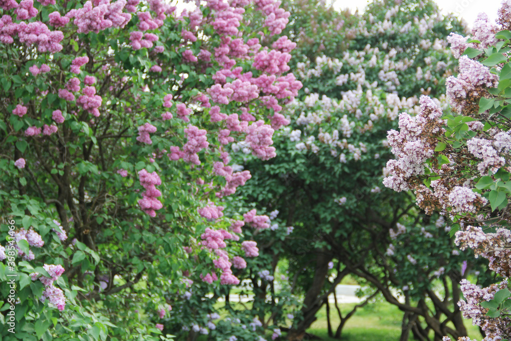 lilac garden