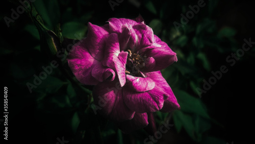 Pink moody rose (ID: 358541409)
