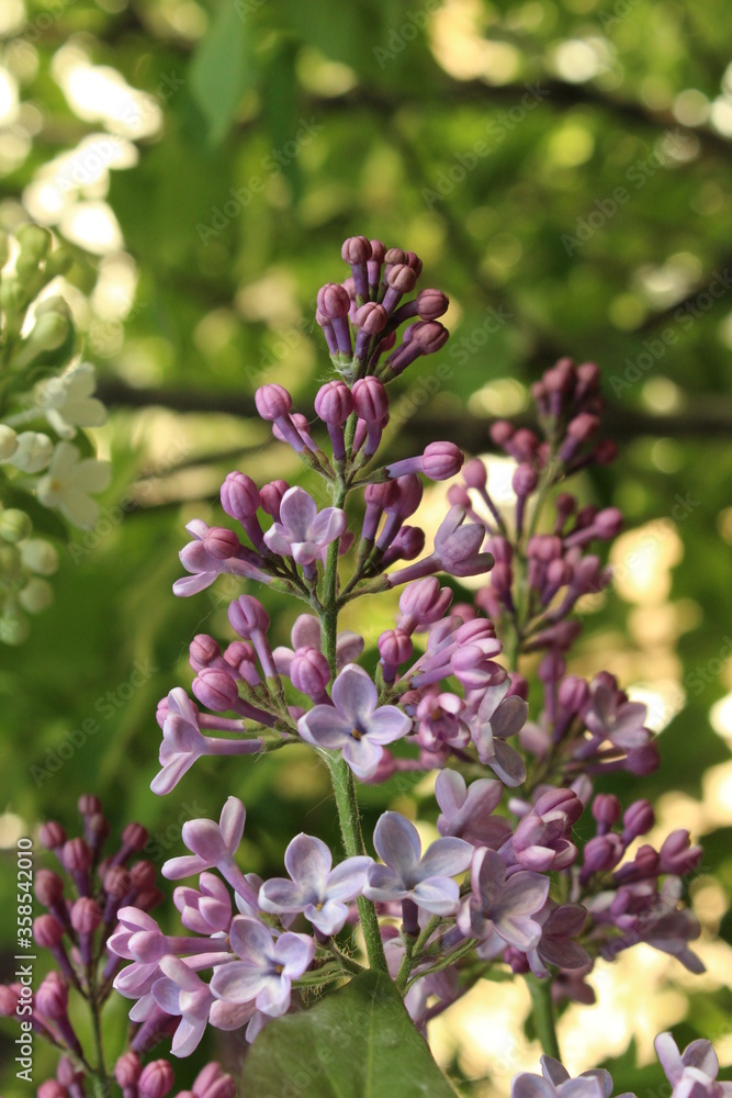 Fototapeta premium Lilac flowers in the garden